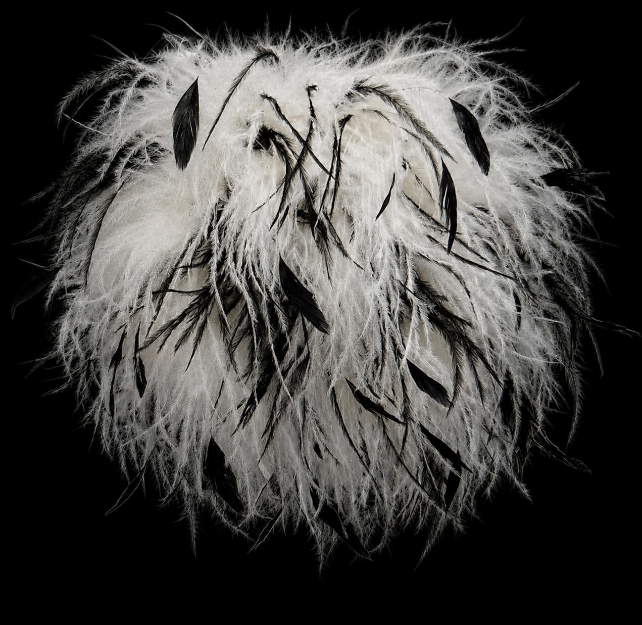 ostrich feathers thread ostrich feathers thread