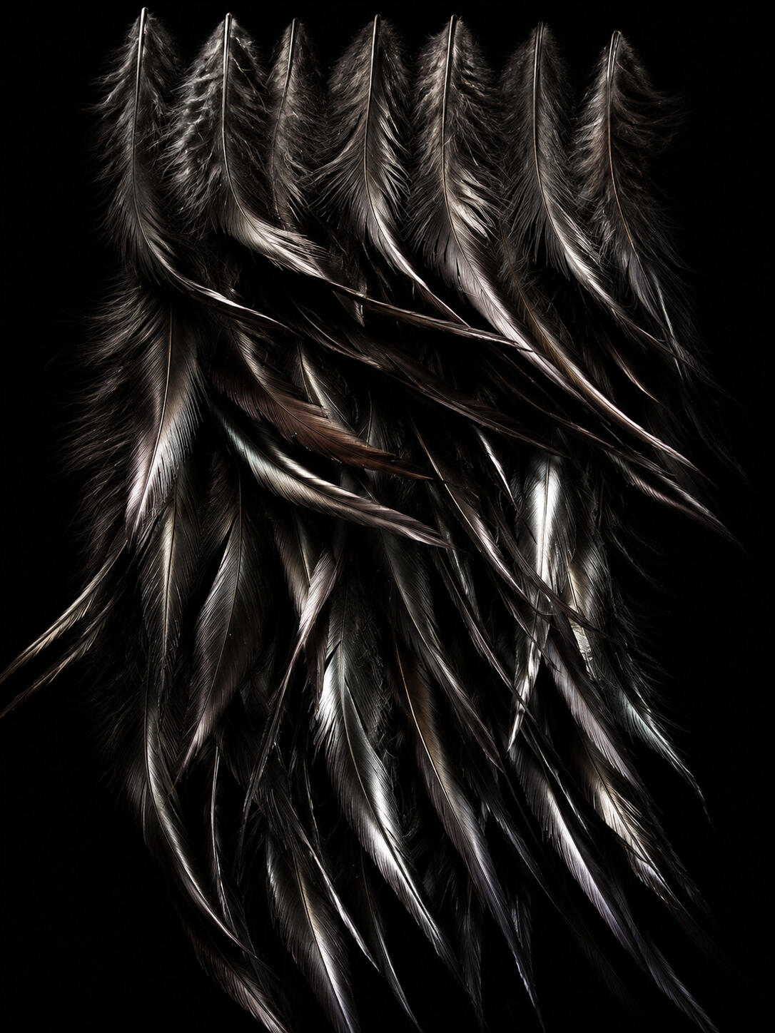 chicken feathers allover chicken feathers allover